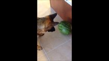 German Shepherd Puppy Dog How to eat this ball ( watermelon )