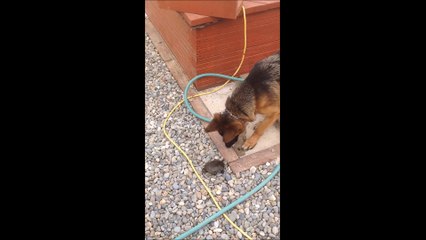 German Shepherd befriends tiny baby turtle (not baby anymore) part 2