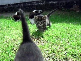 Katzenbabys - 29 Tage alt :)