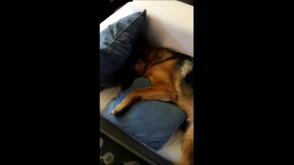 German Shepherd Puppy Dog on the couch hiding Nobody sees me