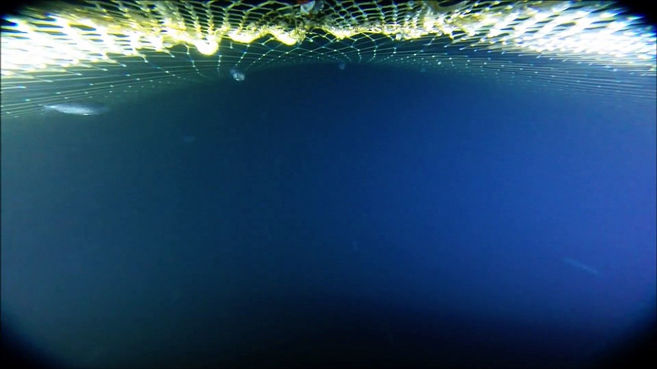 Inside the net - Herring
