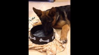 German Shepherd Puppy Dog drinking flavored water