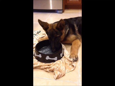 German Shepherd Puppy Dog drinking flavored water