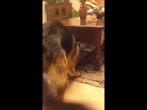 German Shepherd Puppy Dog Digging Toy Out- Can you help me please?