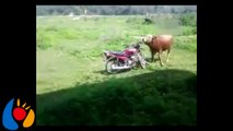 funny bull,mating with motor,funny bull mating