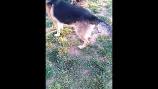 German Shepherd Puppy Dog Meet Big Brother New Friend Big Boy