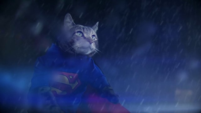 Batchat contre Superchat, parodie géniale de Superman VS Batman