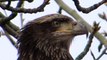 03/15/14 RHM Juvenile Bald Eagle Renton, WA (MVI 1432/20)
