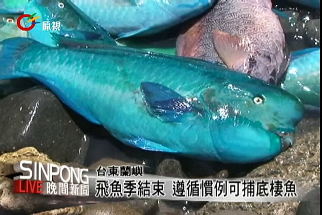 生態永續 蘭嶼飛魚季後捕底棲魚 2012.7.26