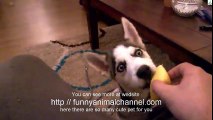 Dog eats lemon for the first time - funny videos compilation 2016