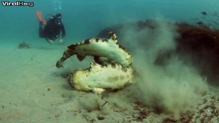 Enorme bagarre entre 2 requins