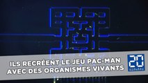 Des chercheurs recréent le jeu Pac-Man avec des organismes vivants