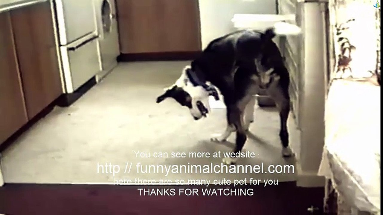 Dog Meets his shadow - what happen ? I Compilation 2016