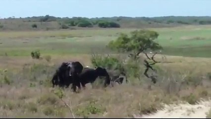 Angry bull elephant charges man's car sending it flying