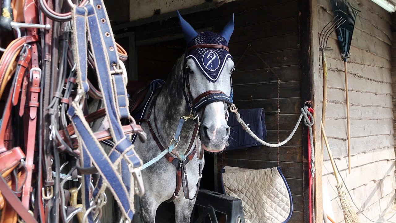 Le cheval, une passion, un métier