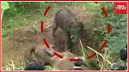 Baby Elephant Mourning Death Of Its Mother Caught On Camera