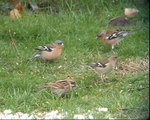 Reed Buntings - Female and male feeding alongside other garden birds 26 03 10