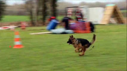 Cette vidéo va vous ulcérer Amis des bêtes s'abstenir !!!!!!!!!!!