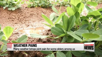 Rainy weather brings joint pain for some elders among us