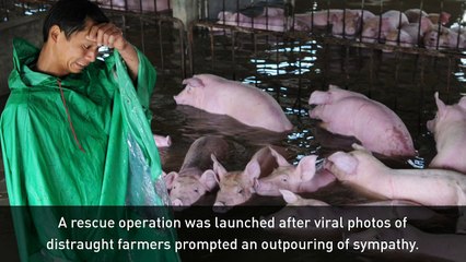 Pigs saved from floods after crying farmer photos go viral