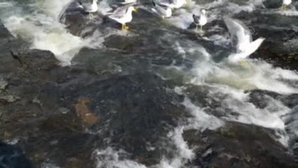 Martıların Balık Avı