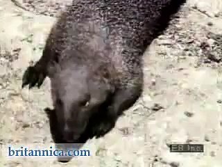 civet catch cobras