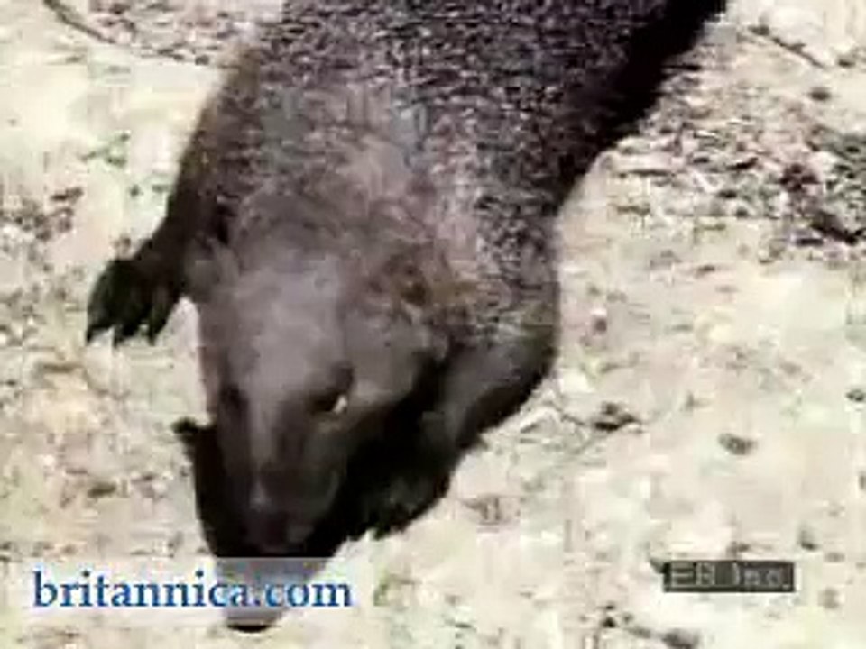 civet catch cobras