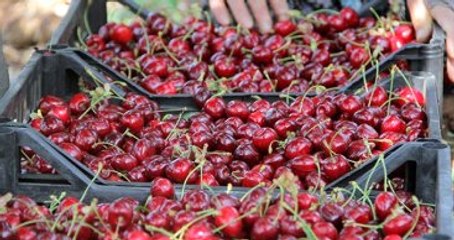 Dudak Uçuklatan Sıçrama! Türkiye Kiraz İhracatını Yüzde 98 Arttırdı