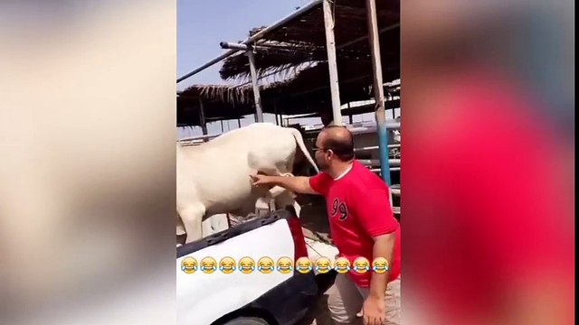 ¿Cosquillas a un animal? Si da patadas como este... ¡Mejor no!