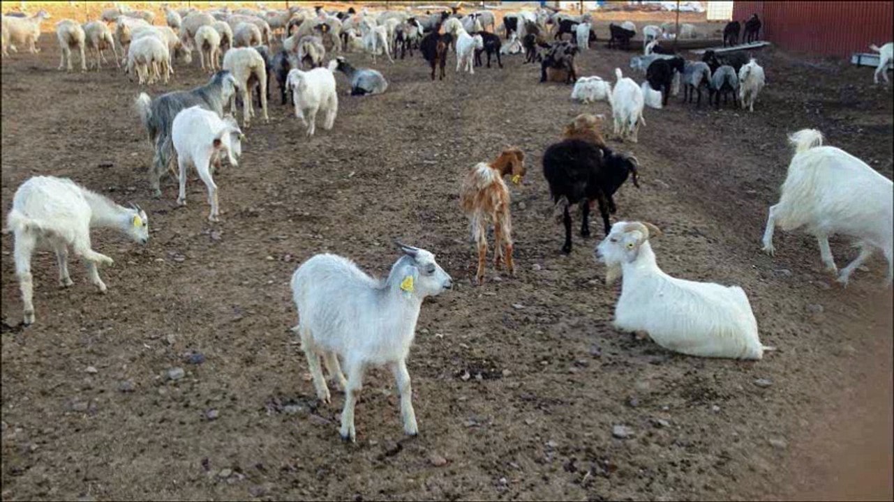 18.000 liraya 45 adet halep,malta,saanen keçi