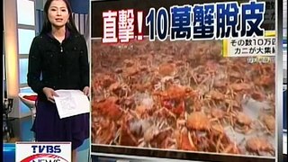 十點不一樣 - ''直擊海底螃蟹大軍'' (2011-10-07, TVBS新聞台)