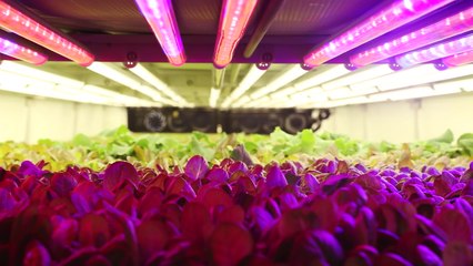 L'agriculture du futur, aucun sol, et -95% d'eau utilisée !