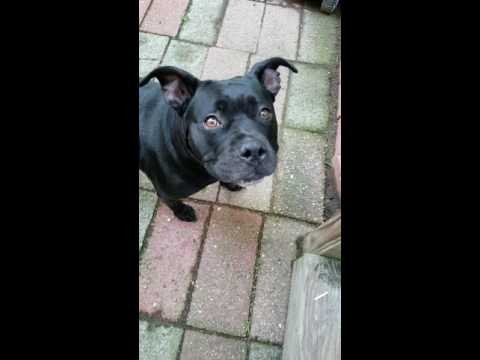 Dog Can't Control His Excitement When Playing Fetch