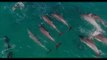 Drone Footage Shows Dolphins Frolicking Off Sydney's Northern Beaches