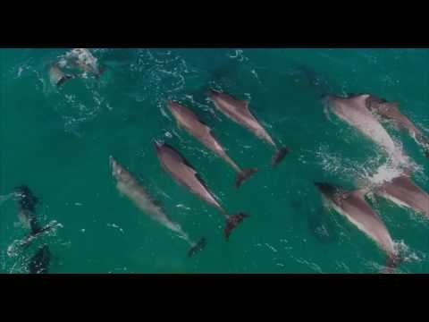 Drone Footage Shows Dolphins Frolicking Off Sydney's Northern Beaches