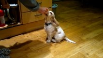 10 week old buzz the english cocker spaniel in training