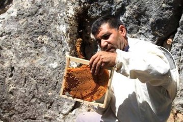 "Firari" Arıların İzini Süren Arıcı, Paraya Para Demiyor