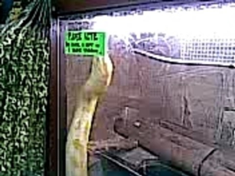 Albino Burmese Python