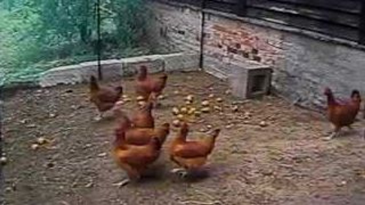 A Fox approaches a chicken coop