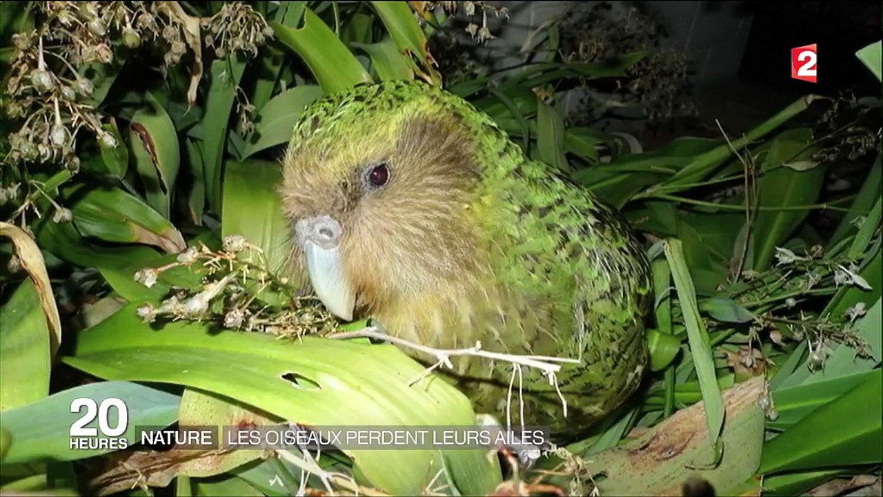 Pourquoi certains oiseaux risquent de perdre peu à peu leurs ailes