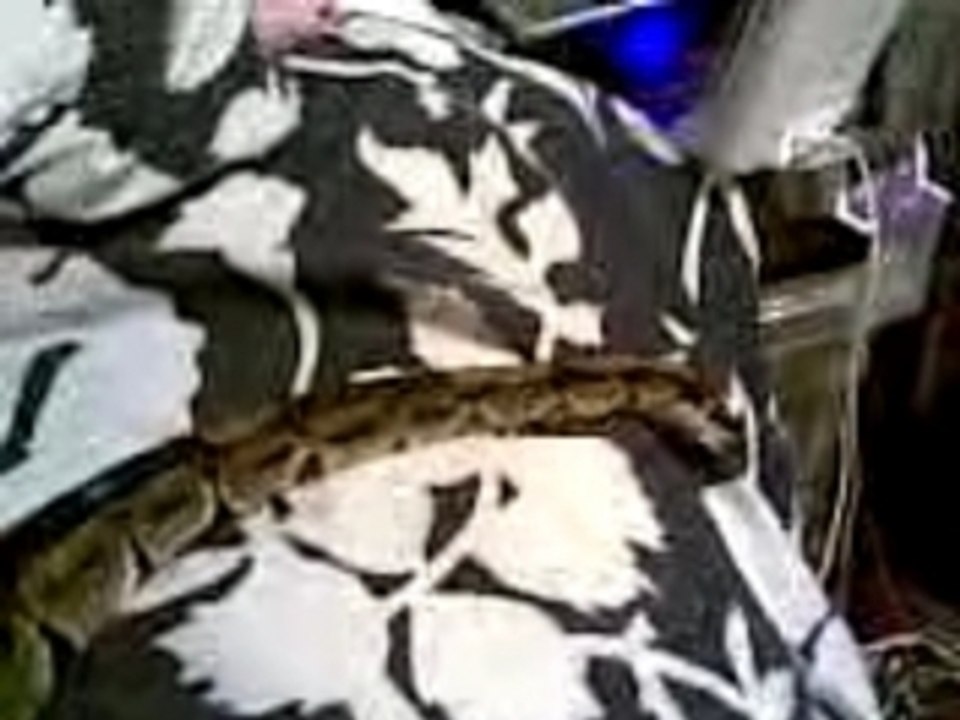 My Ball Python Bones 1