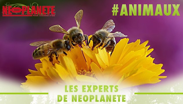 [Les experts] Comment les abeilles dansent-elles pour notre survie ?