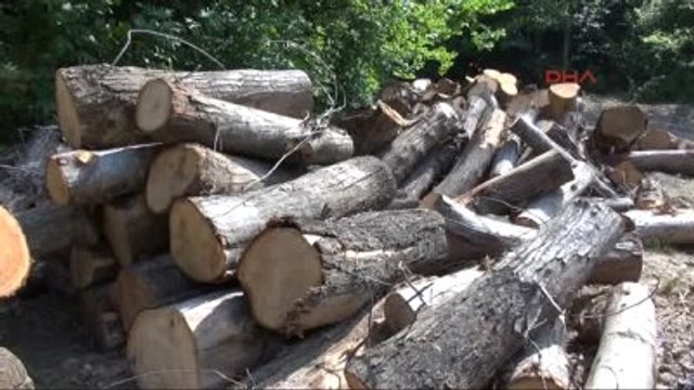 Zonguldak Enerji İletim Hattı İçin Ağaç Kesimine Tepki