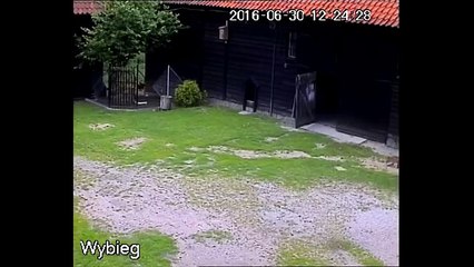Un renard s'approche d'un poulailler