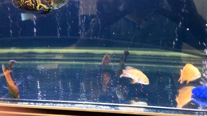 Oscar cichlid tank 2016 july