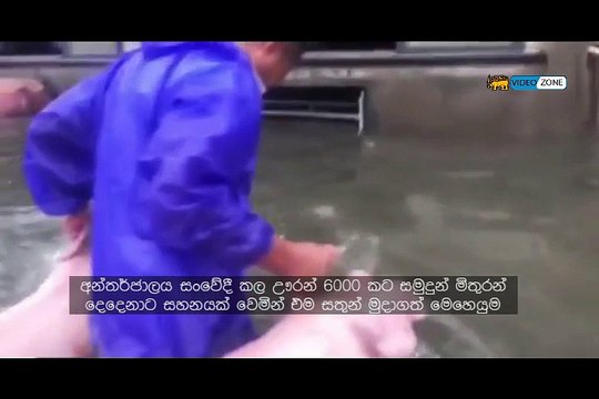 poor animals & poor peoples but friendly world help on time