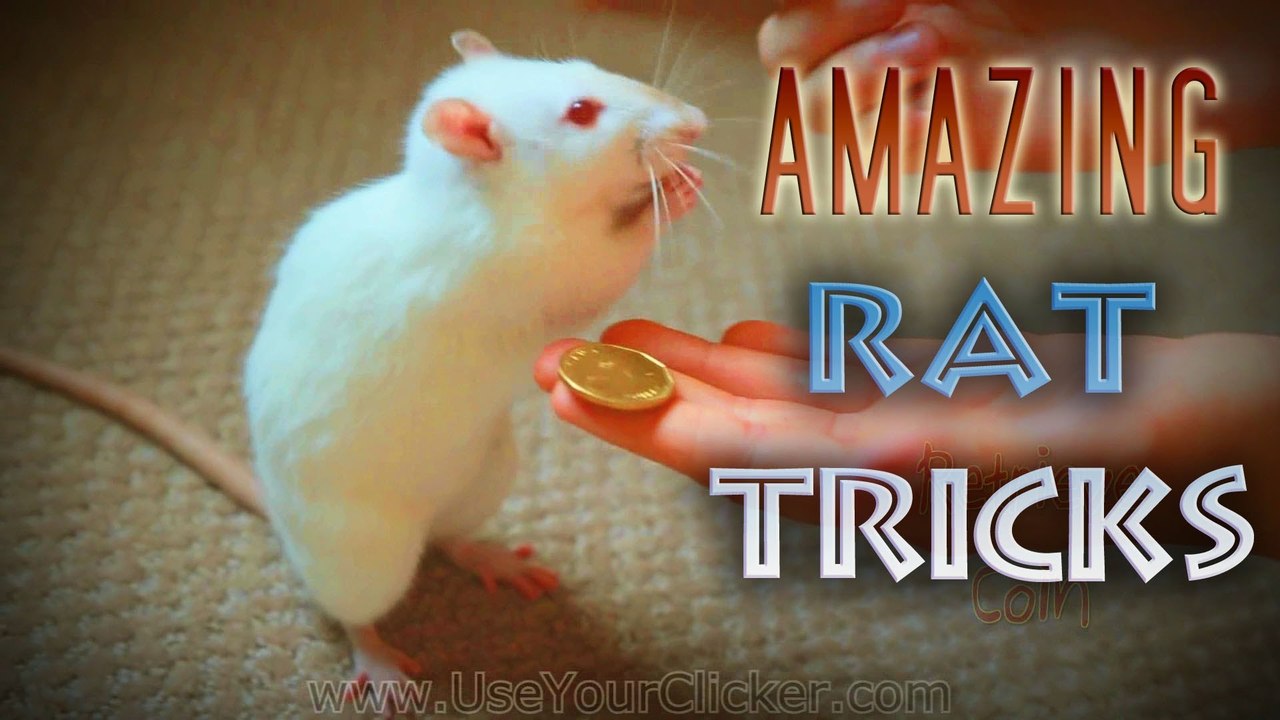Amazing Rat Tricks