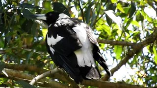 Our magpie was singing. (16/10/08) Part 1
