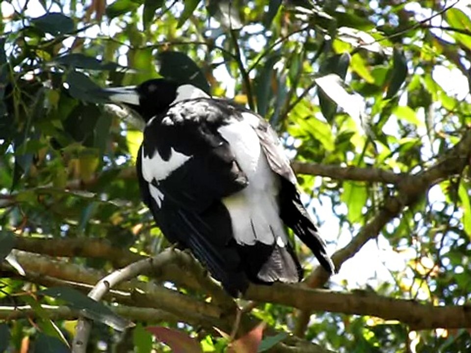 Our magpie was singing. (16/10/08) Part 1