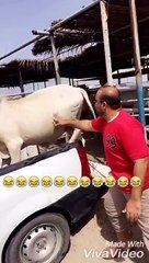 Esto Es Lo Ocurre Cuando Intentas Hacerle Cosquillas A Una Vaca